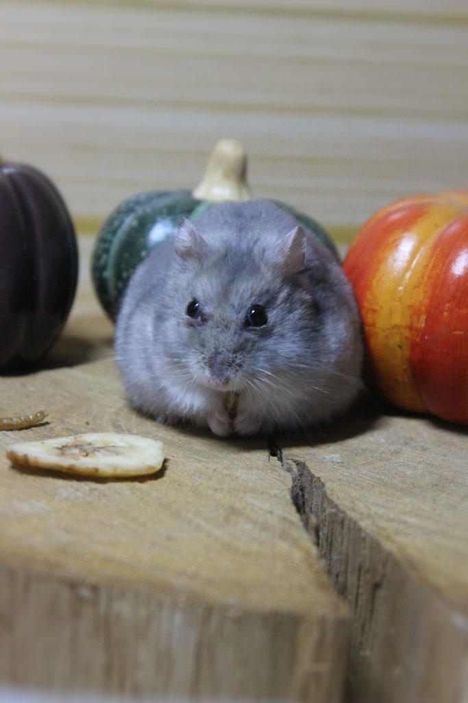 hamster eating, frontview