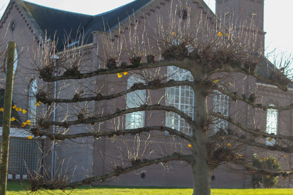 Autumn in Fijnaart with trees and church