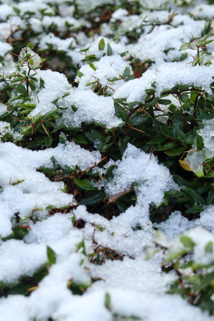 Bush with snow