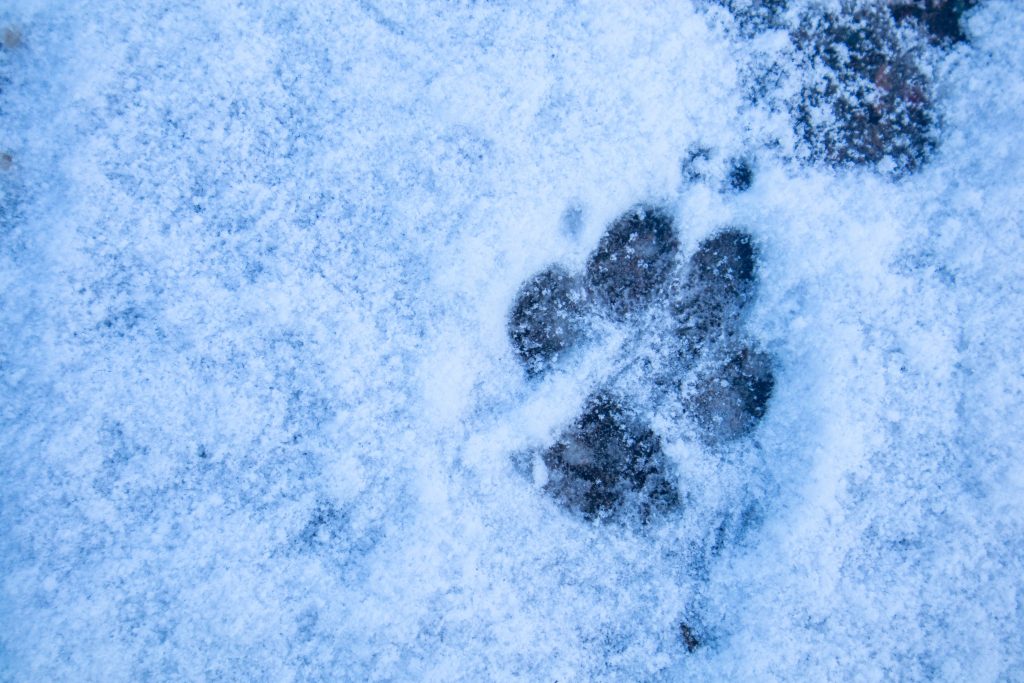 Dog footprint on snow