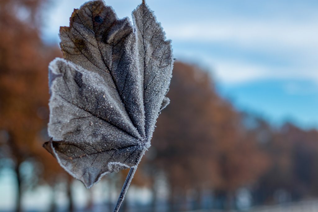 Frozen leaf with frost crystals and blue sky