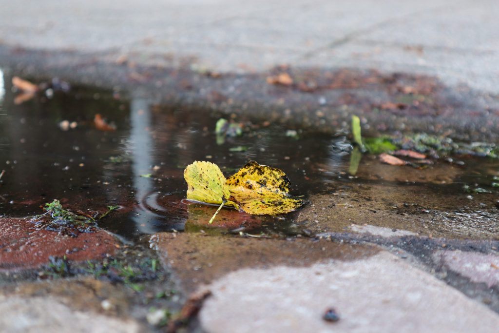 Leaf in a small puddle