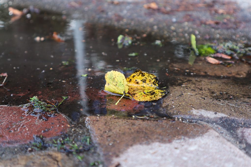 Leaf in a small puddle of water