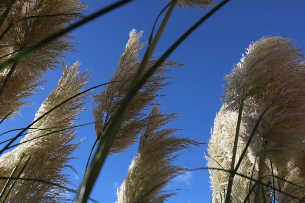 Reed plumes on blue sky