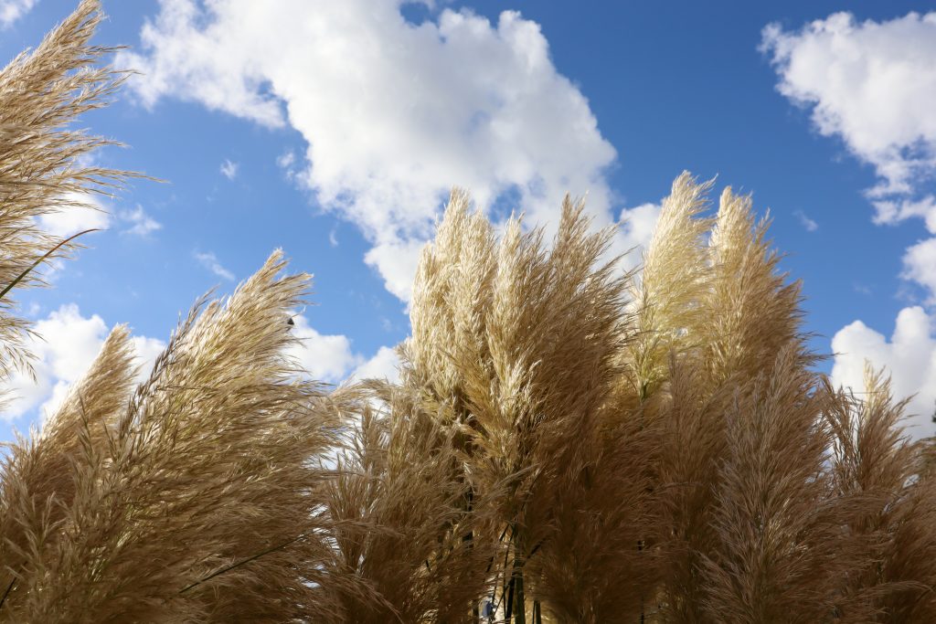 Reed plumes with clouds in the background