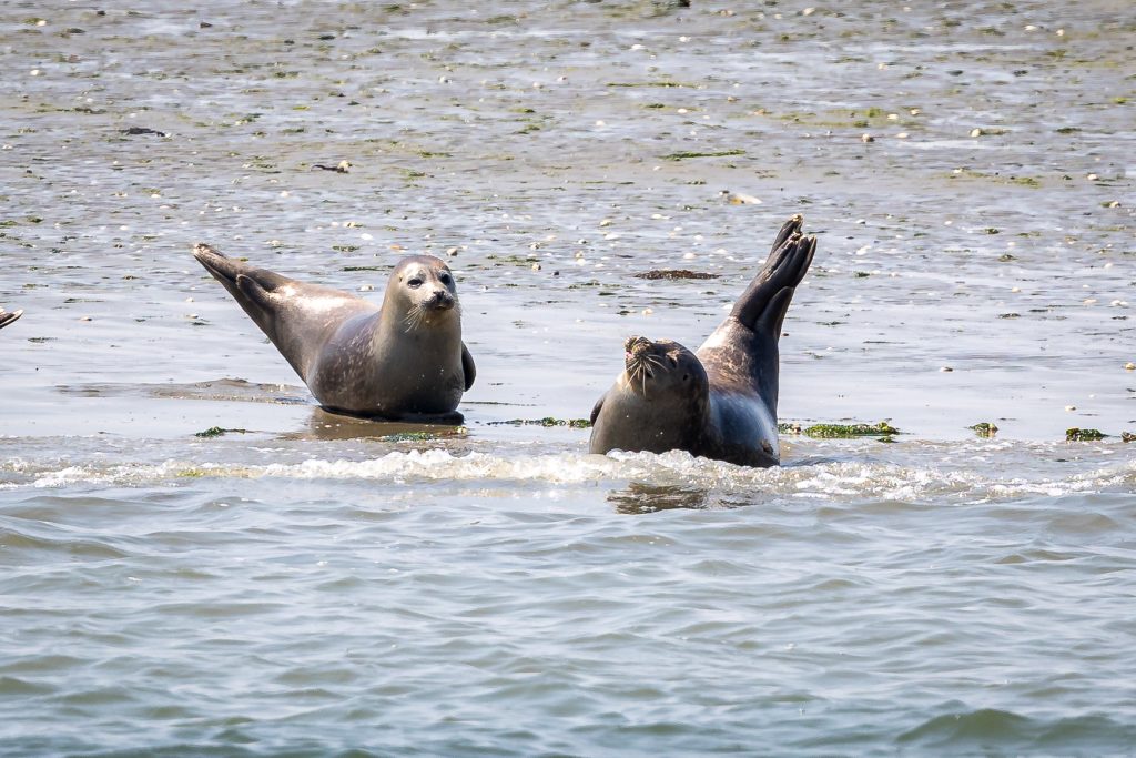 Seals, dieren met plezier