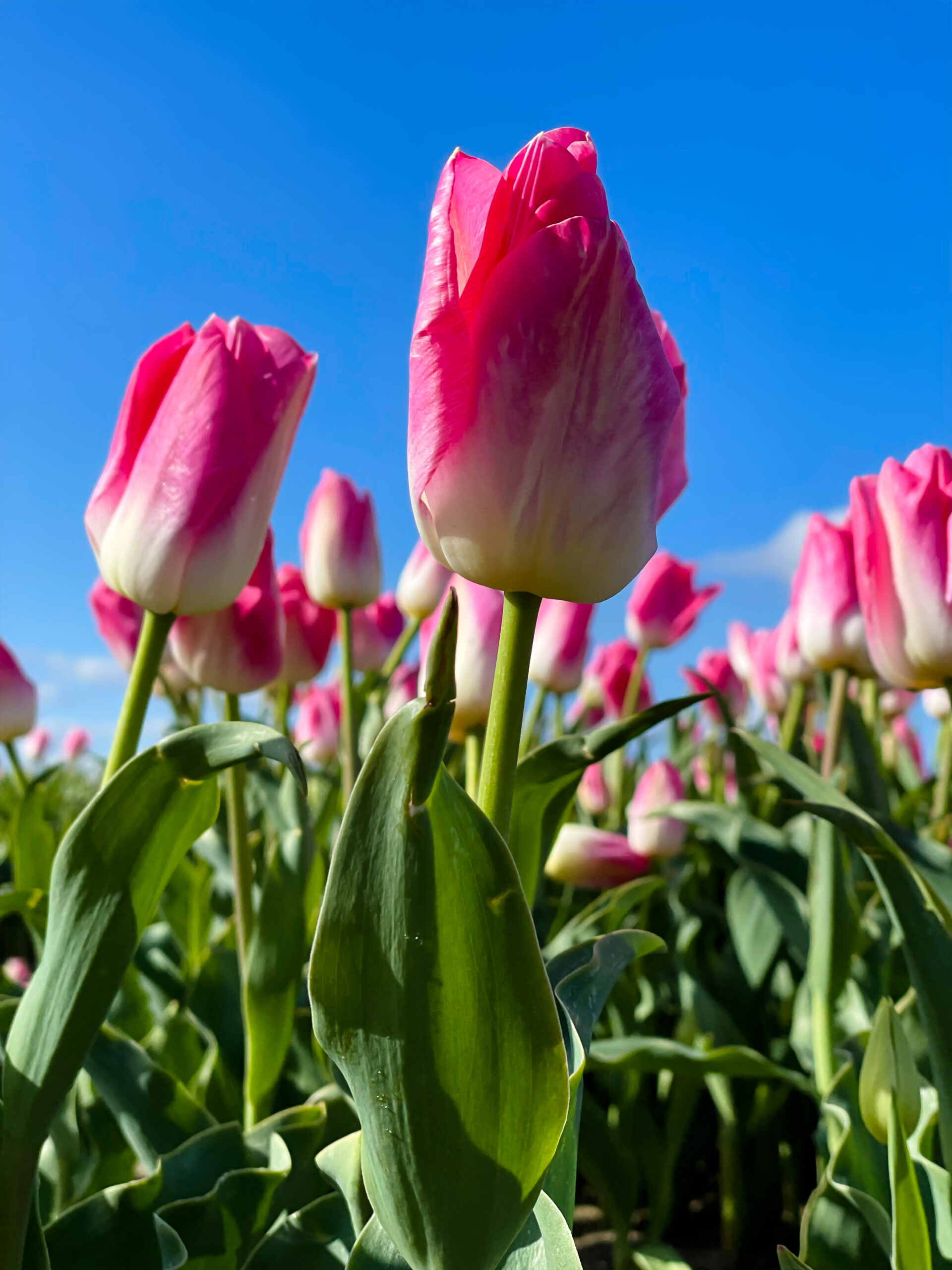 Roze tulp buiten in tulpenveld met blauwe lucht