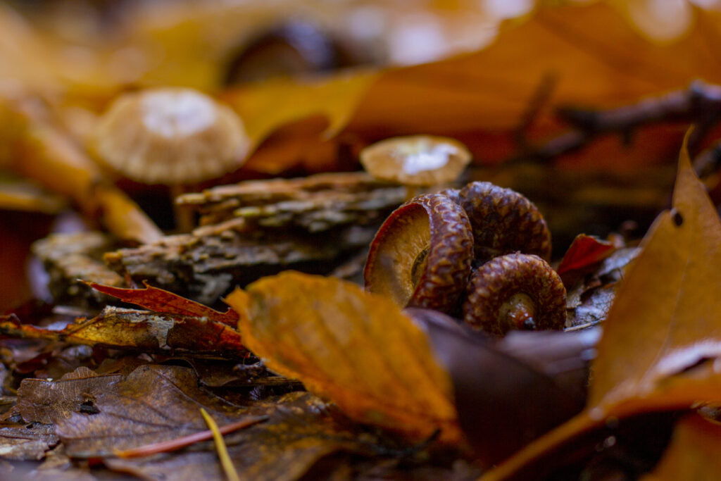 Fallen Autumn leaves and acorns in a Dutch forest.