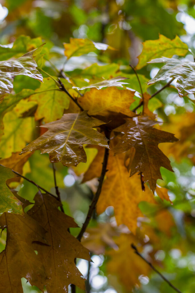 Leaves hanging on a tree in a Dutch forest