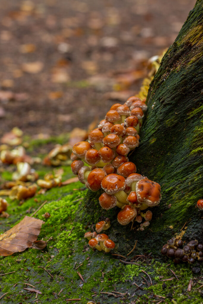 Bright orange mushrooms growing on a tree