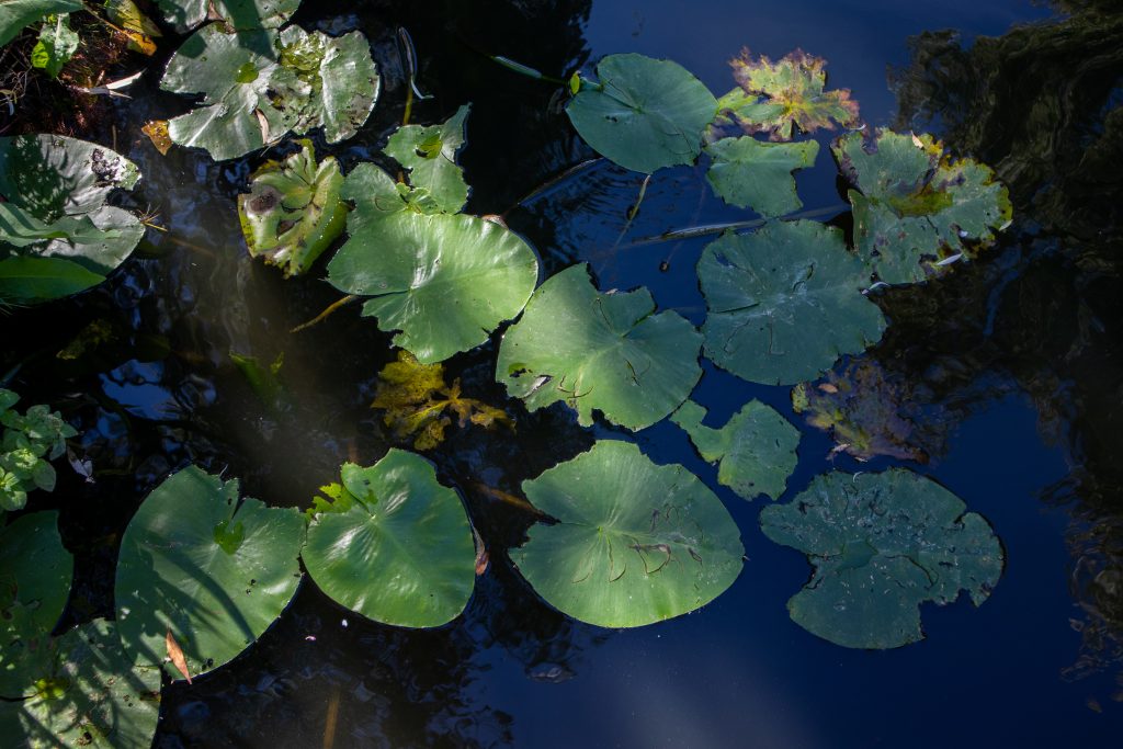 Green water lilies