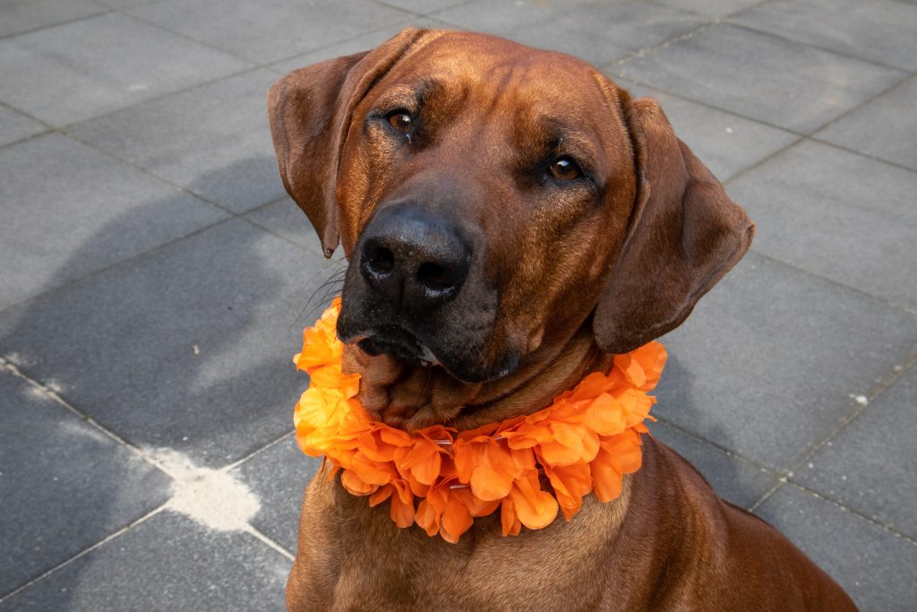 Dog with orange necklace