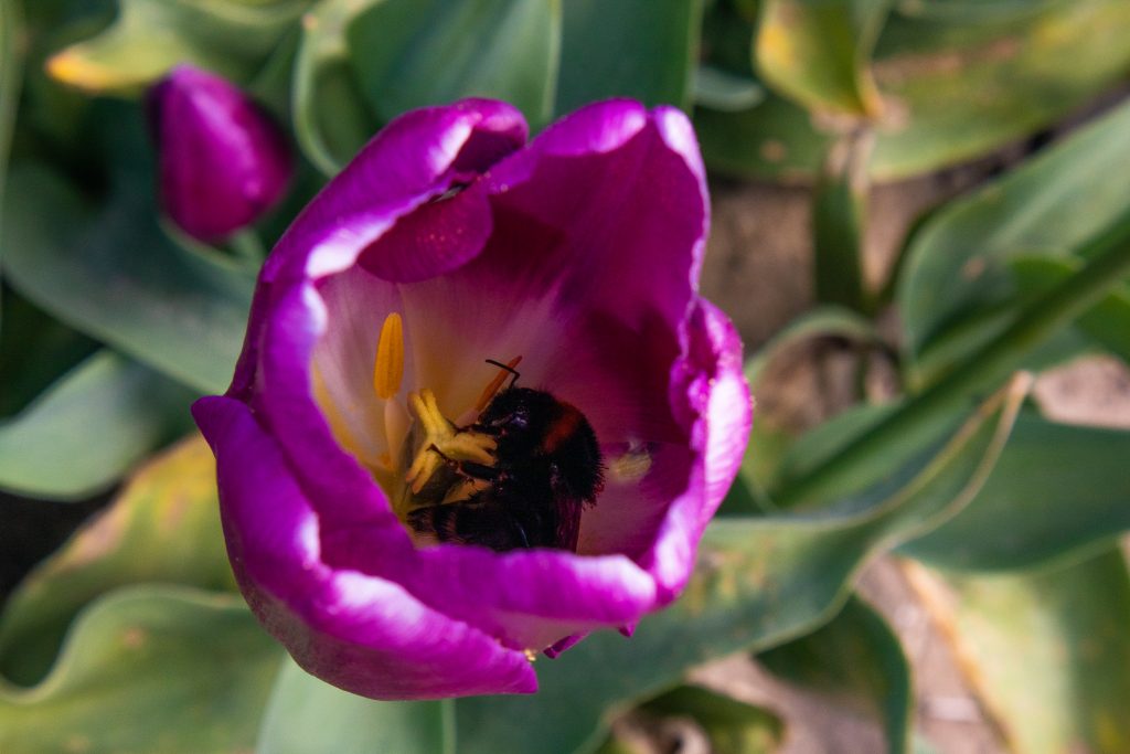 Bee in a tulip