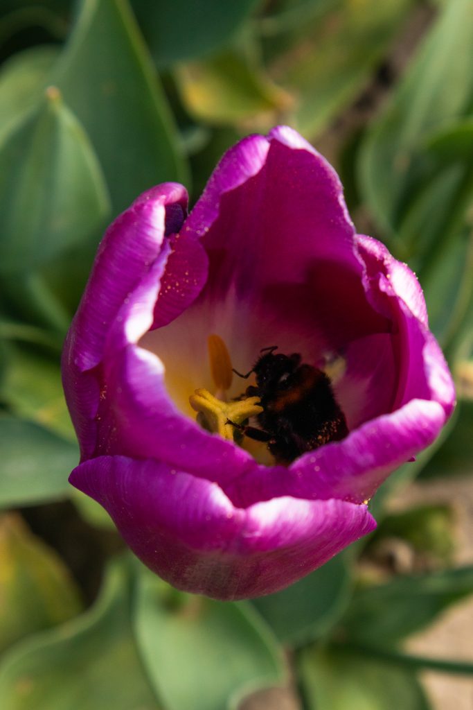 Bee in purple tulip in Moerdijk