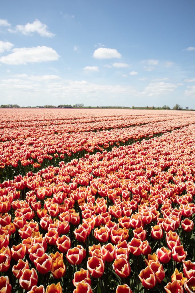 Field of tulips in Noord-Brabant Moerdijk