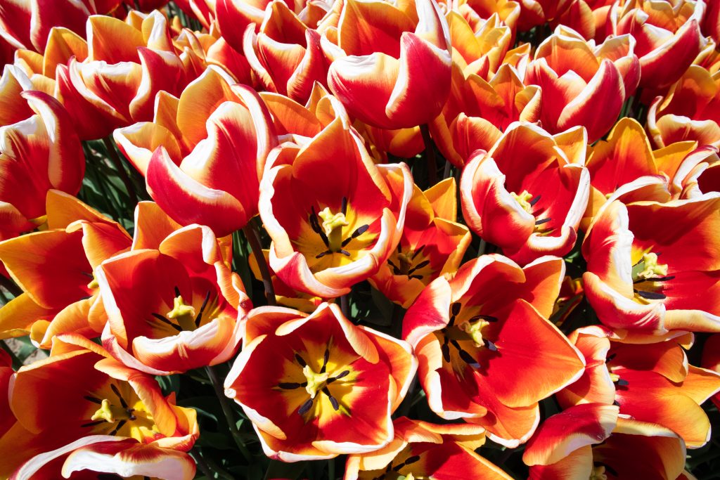 Tulips from above