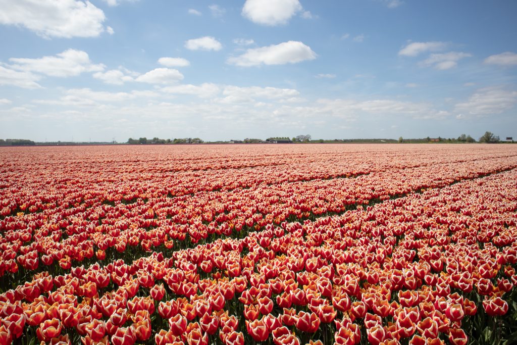 Field of tulips in region Moerdijk