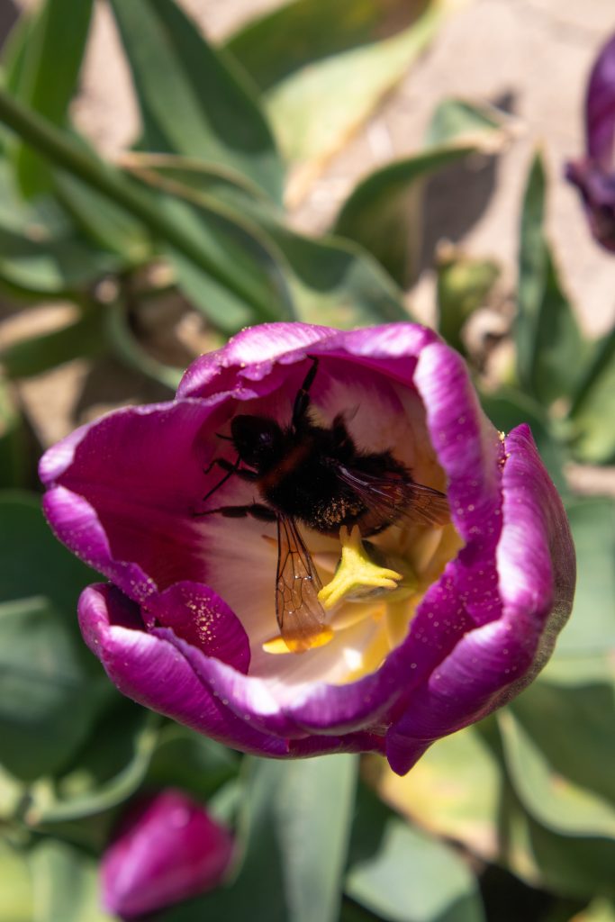 Bee in tulip