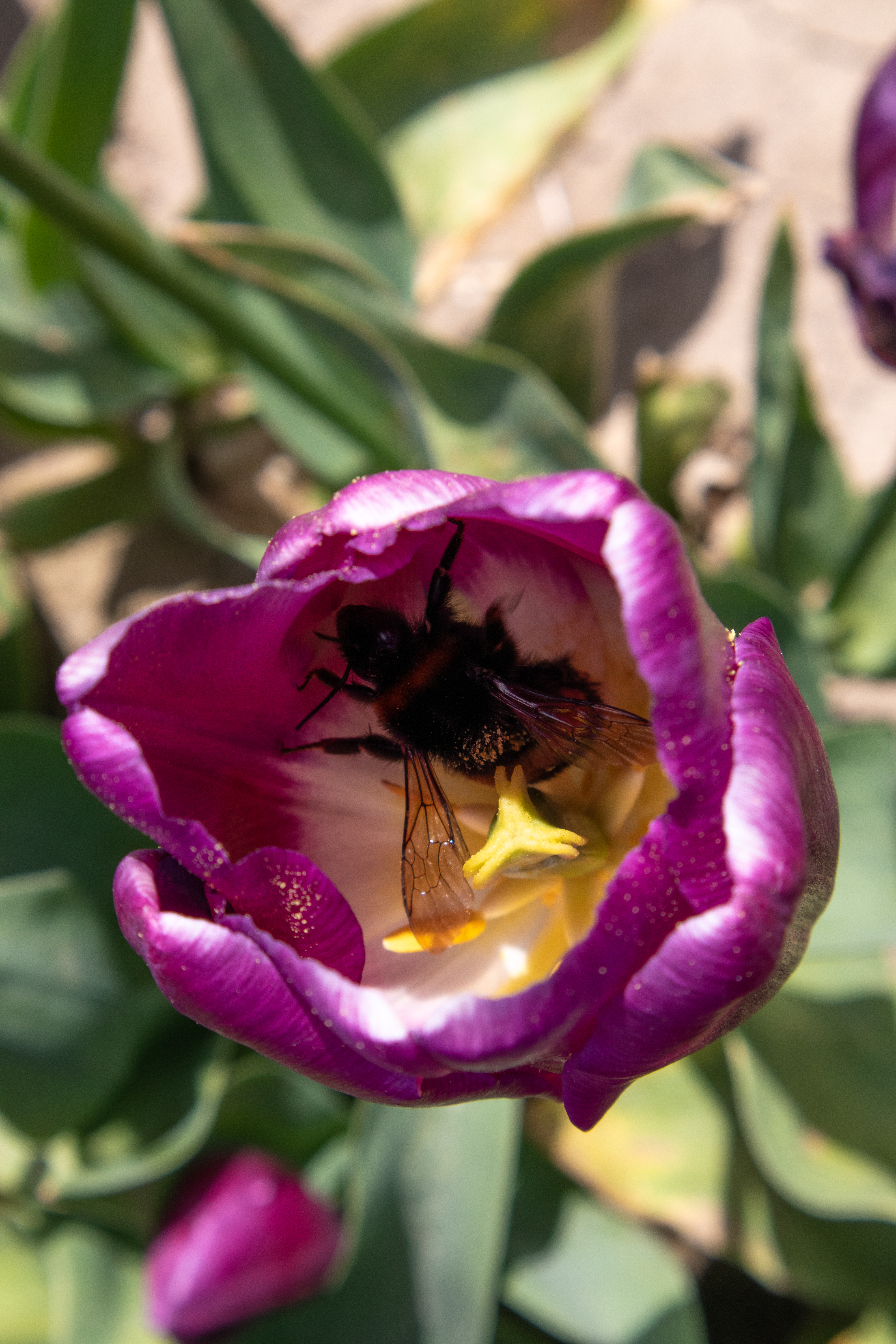 bee in a tulip