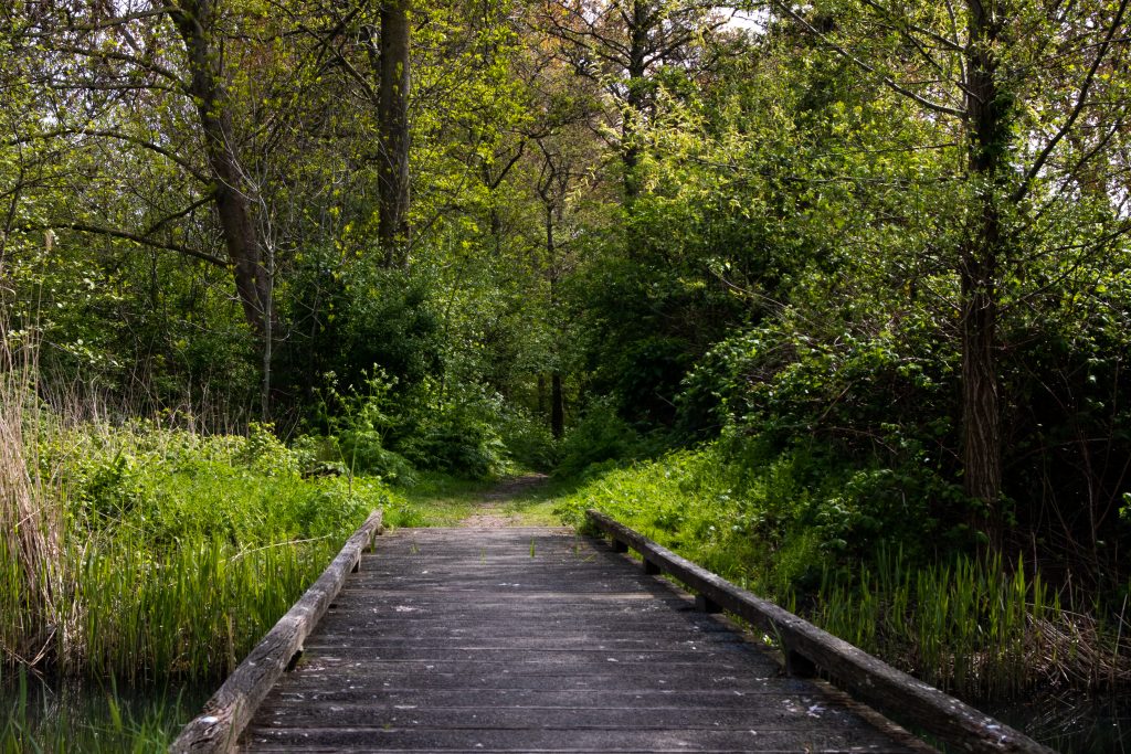 Pathway to the forest