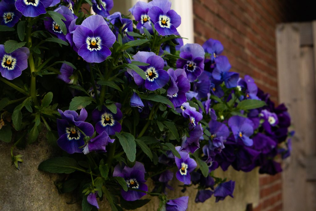 Purple flowers