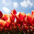 orange tulips on a blue sky in Holland