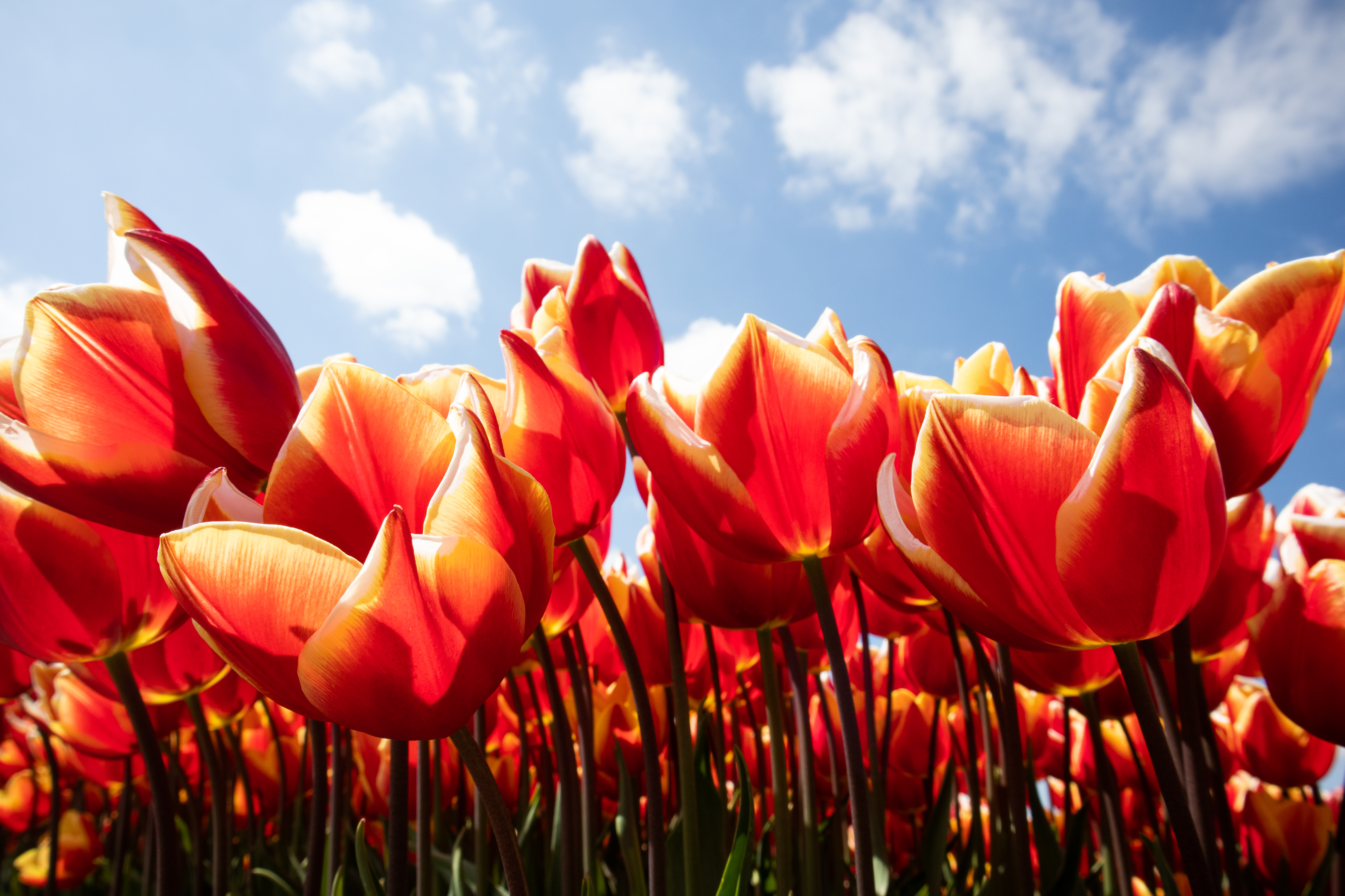 orange tulips on a blue sky in Holland