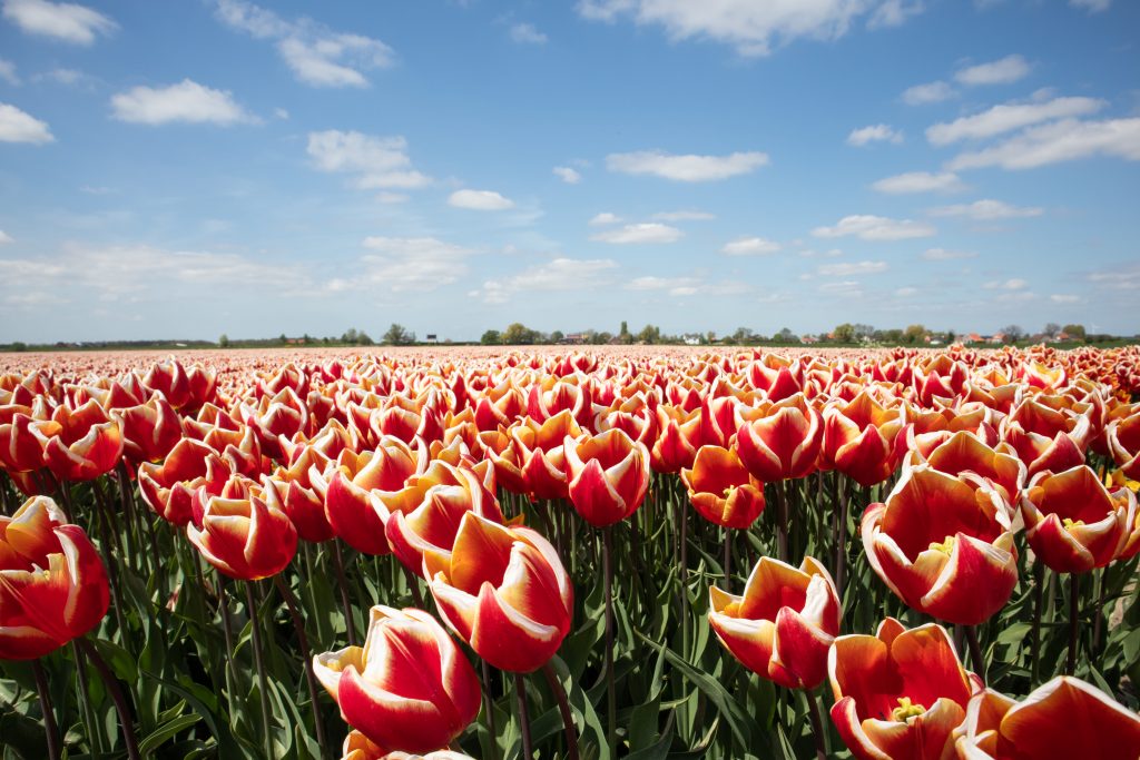 Tulips together in a field