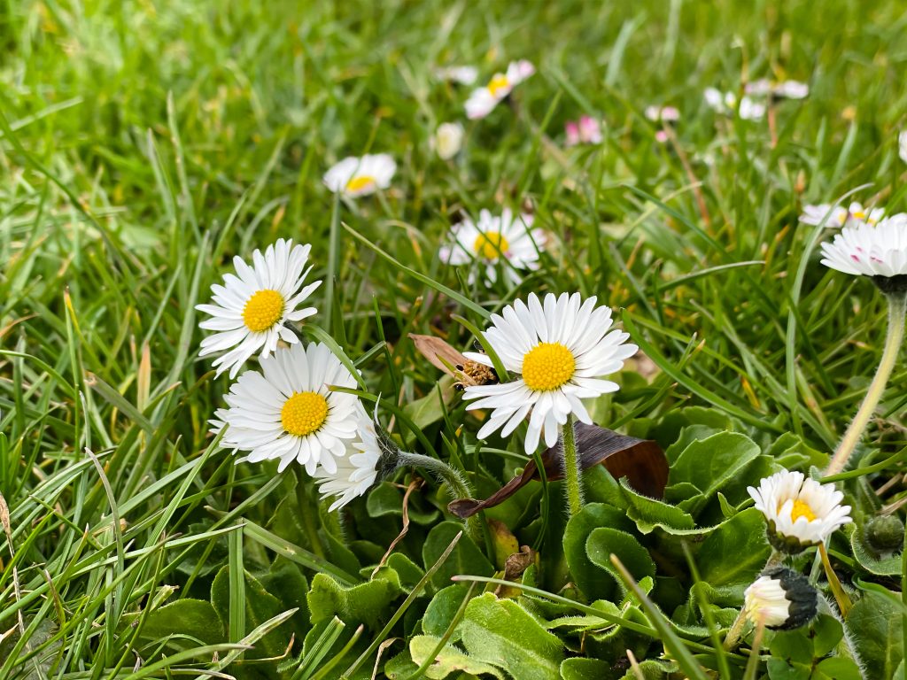 Daisys in grassfield