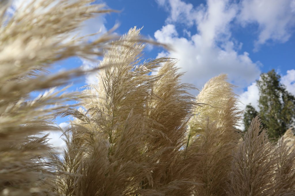 Reed plumes with blue sky