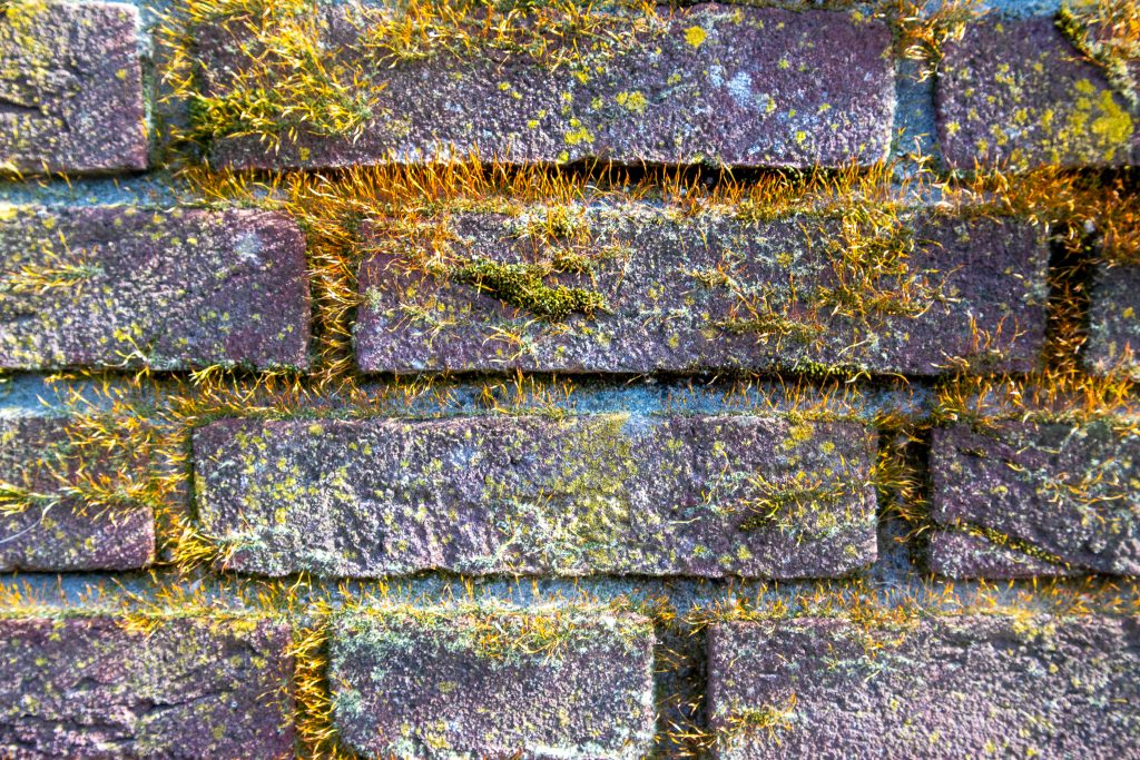 Brick wall with moss