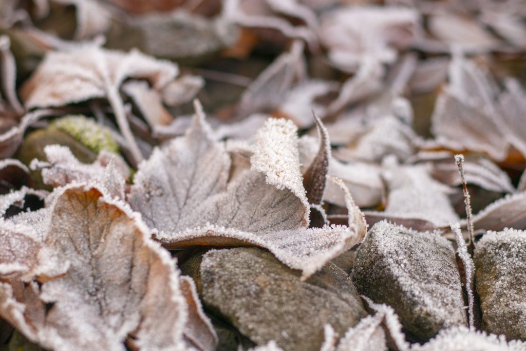 Frozen leaves in winter