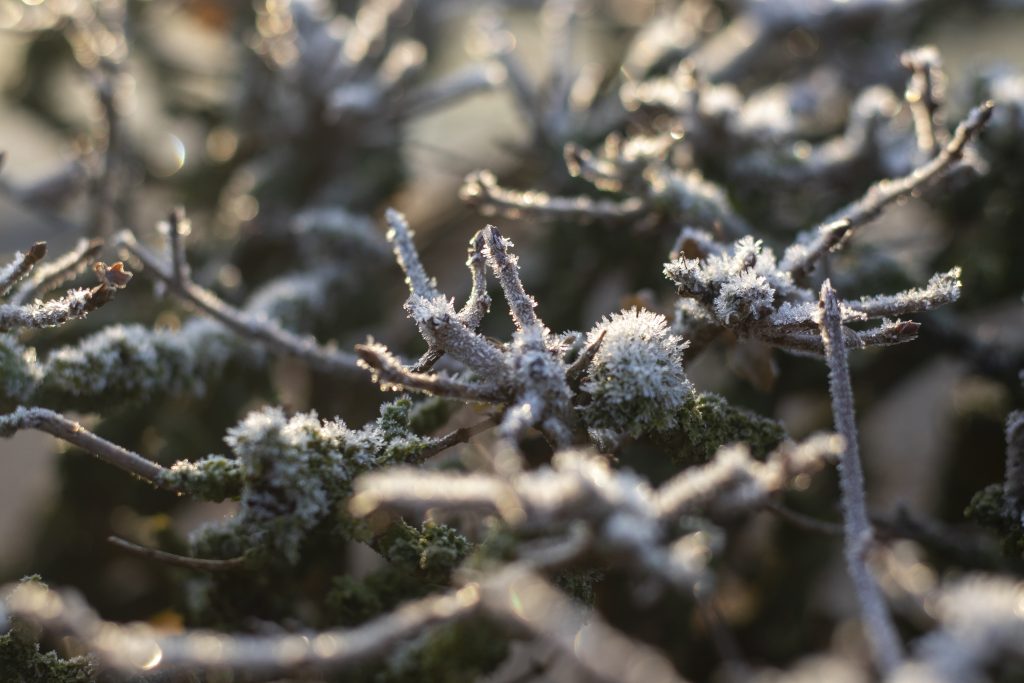 Frozen branches in Dutch winter
