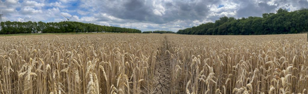 Panorama image of a Dutch grainfield