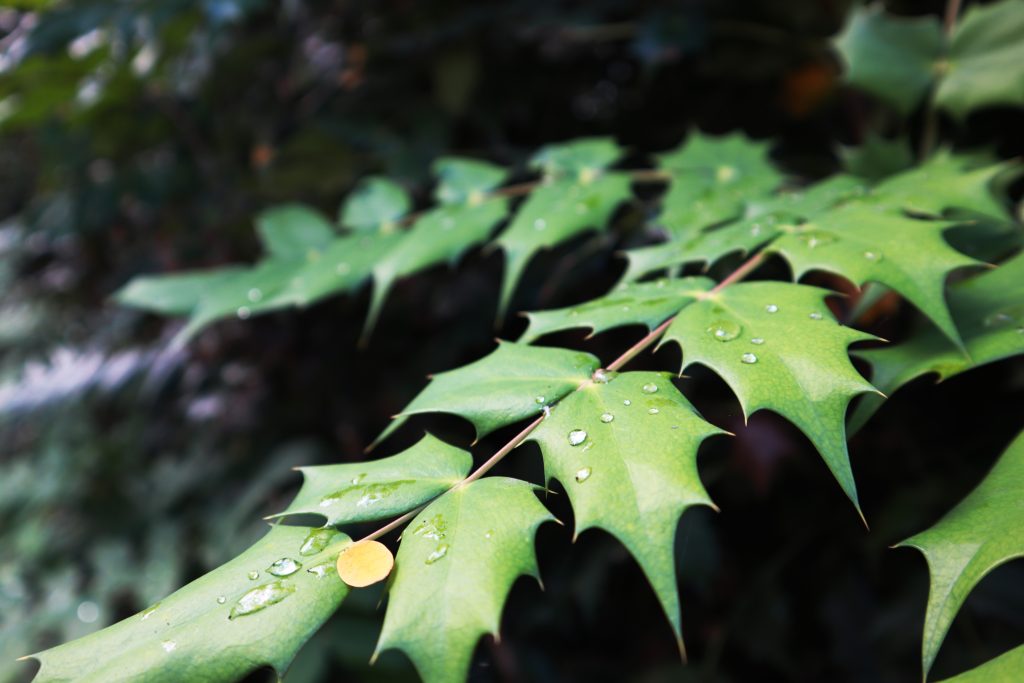 Green Leaves With Water Drops