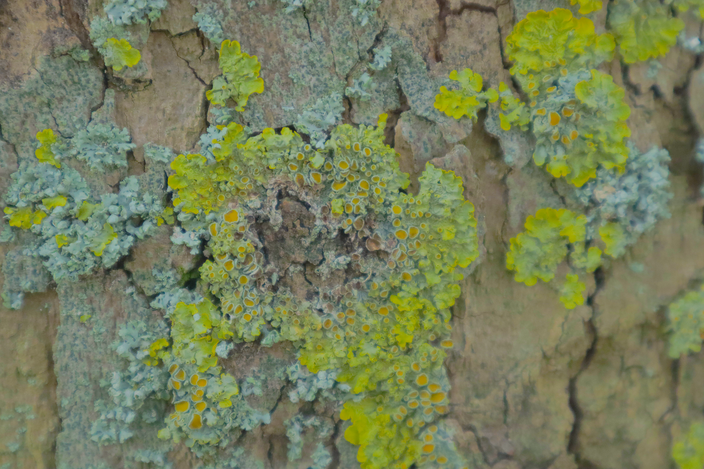 close up tree