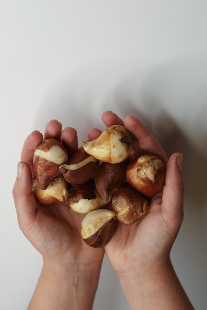 Holding Tulip Bulbs in hands