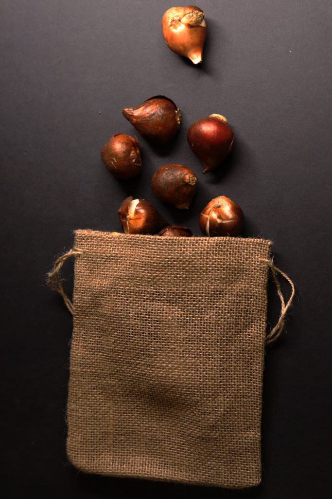 Tulip Bulbs Rolling out of bag