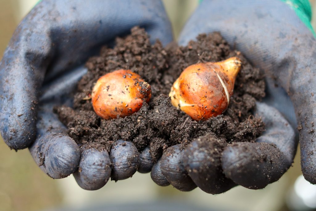Tulip Bulbs in hands with soil