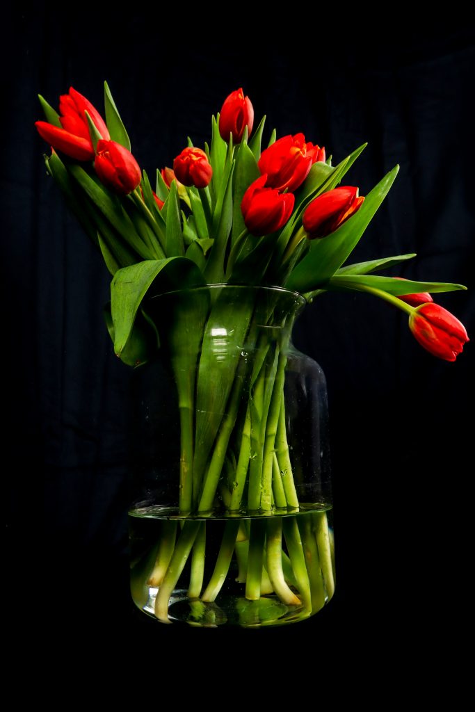 Red tulip in vase on black
