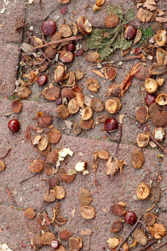 Broken Chestnuts laying on ground