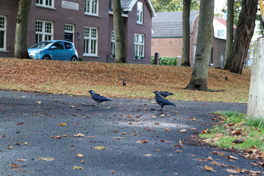 Black crows in a Dutch park.