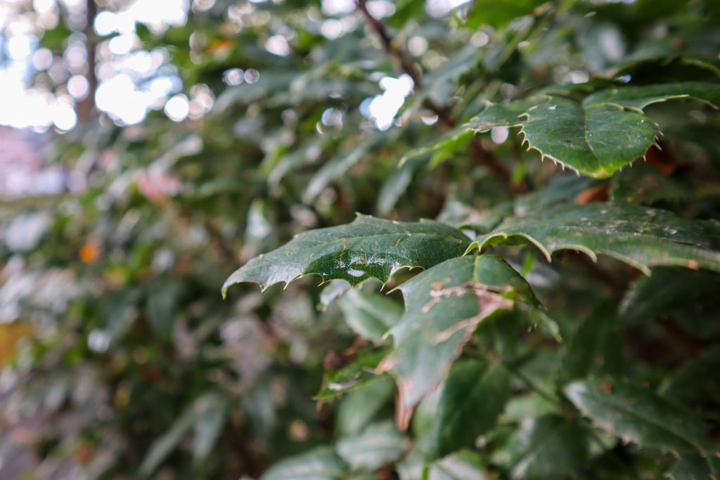 Green leaves with one wet leaf