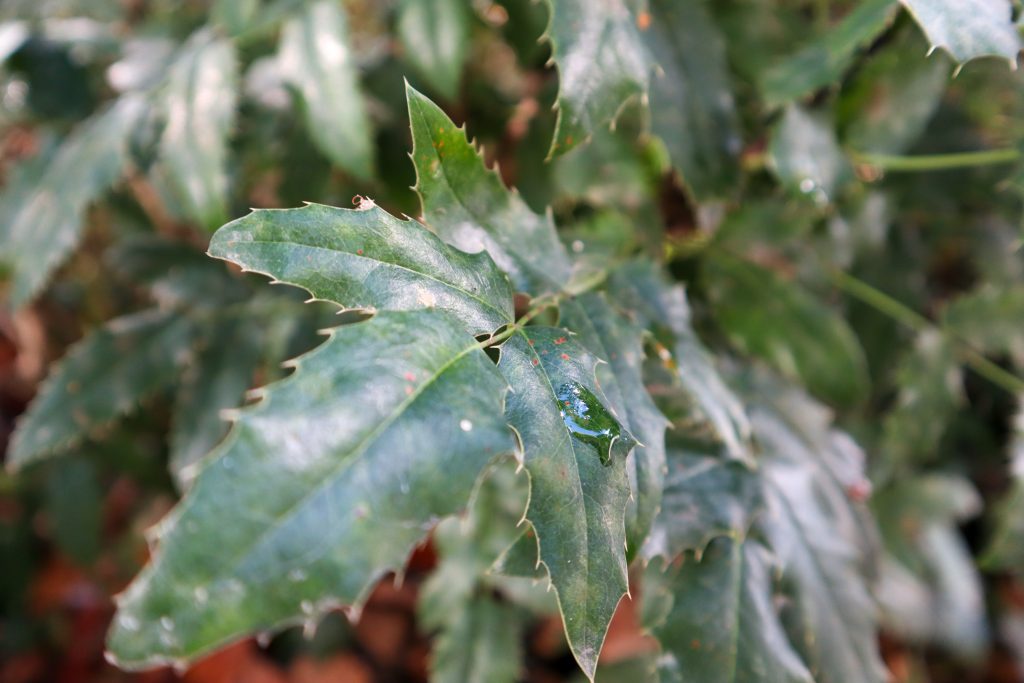 Leaf with water drop falling down