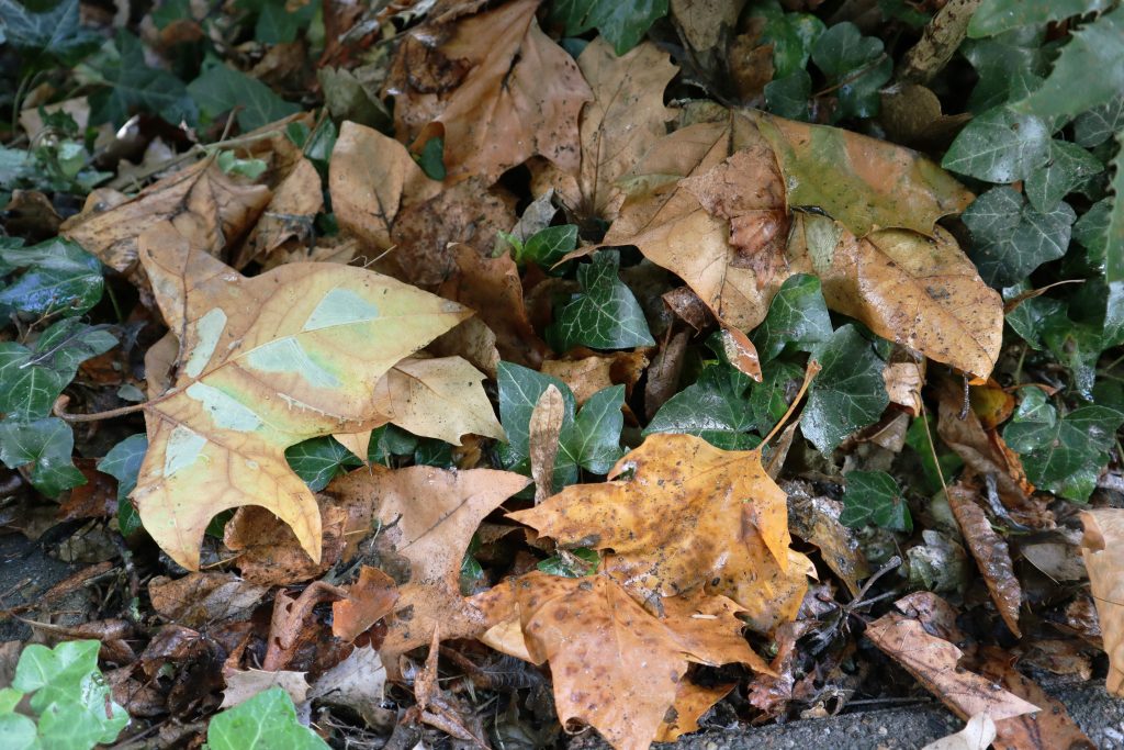 Leaves on ground